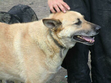 MAJA, Hund, Mischlingshund in Rumänien - Bild 13