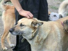 MAJA, Hund, Mischlingshund in Rumänien - Bild 14