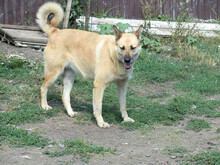 MAJA, Hund, Mischlingshund in Rumänien - Bild 15
