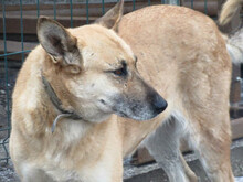 MAJA, Hund, Mischlingshund in Rumänien - Bild 16