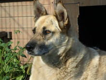 MAJA, Hund, Mischlingshund in Rumänien - Bild 4