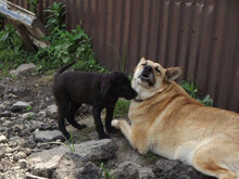 MAJA, Hund, Mischlingshund in Rumänien - Bild 7