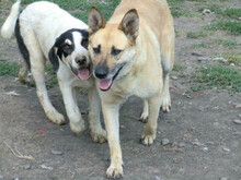 MAJA, Hund, Mischlingshund in Rumänien - Bild 8