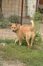 SISSI, Hund, Mischlingshund in Rumänien - Bild 1