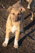 SISSI, Hund, Mischlingshund in Rumänien - Bild 11