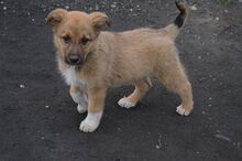 SISSI, Hund, Mischlingshund in Rumänien - Bild 12