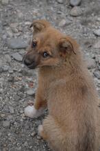 SISSI, Hund, Mischlingshund in Rumänien - Bild 13