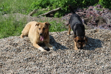 SISSI, Hund, Mischlingshund in Rumänien - Bild 14