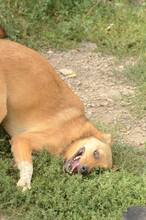 SISSI, Hund, Mischlingshund in Rumänien - Bild 4