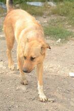 SISSI, Hund, Mischlingshund in Rumänien - Bild 5
