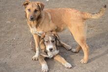 SISSI, Hund, Mischlingshund in Rumänien - Bild 6