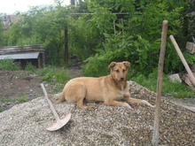 SISSI, Hund, Mischlingshund in Rumänien - Bild 7