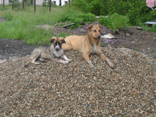 SISSI, Hund, Mischlingshund in Rumänien - Bild 8