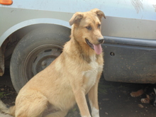 SISSI, Hund, Mischlingshund in Rumänien - Bild 9