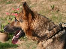 CLINTON, Hund, Deutscher Schäferhund in Spanien - Bild 1