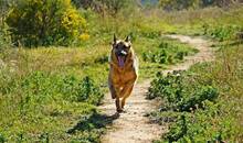CLINTON, Hund, Deutscher Schäferhund in Spanien - Bild 11