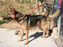 CLINTON, Hund, Deutscher Schäferhund in Spanien - Bild 12