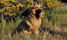 CLINTON, Hund, Deutscher Schäferhund in Spanien - Bild 2