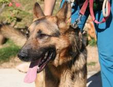 CLINTON, Hund, Deutscher Schäferhund in Spanien - Bild 5