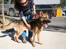 CLINTON, Hund, Deutscher Schäferhund in Spanien - Bild 6
