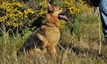 CLINTON, Hund, Deutscher Schäferhund in Spanien - Bild 7