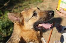 CLINTON, Hund, Deutscher Schäferhund in Spanien - Bild 8
