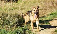 CLINTON, Hund, Deutscher Schäferhund in Spanien - Bild 9