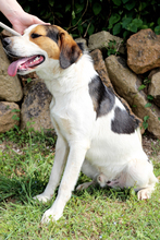 TERENCE, Hund, Mischlingshund in Italien - Bild 3