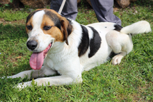 TERENCE, Hund, Mischlingshund in Italien - Bild 5