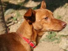 VELVET, Hund, Podenco Andaluz in Spanien - Bild 1