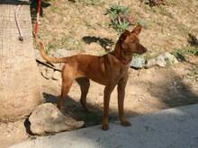 VELVET, Hund, Podenco Andaluz in Spanien - Bild 2