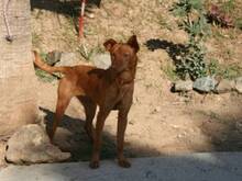 VELVET, Hund, Podenco Andaluz in Spanien - Bild 3