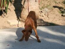 VELVET, Hund, Podenco Andaluz in Spanien - Bild 4