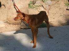 VELVET, Hund, Podenco Andaluz in Spanien - Bild 5