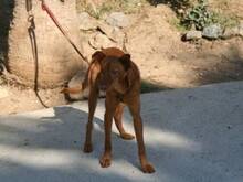 VELVET, Hund, Podenco Andaluz in Spanien - Bild 6
