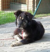 FENNY, Hund, Mischlingshund in Großröhrsdorf - Bild 2