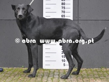 JAMIRO, Hund, Mischlingshund in Portugal - Bild 1