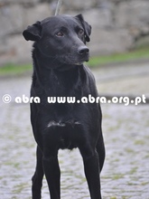 JAMIRO, Hund, Mischlingshund in Portugal - Bild 2