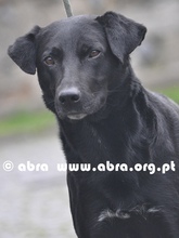 JAMIRO, Hund, Mischlingshund in Portugal - Bild 3