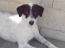 ERIK, Hund, Mischlingshund in Spanien - Bild 5
