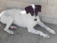 ERIK, Hund, Mischlingshund in Spanien - Bild 6