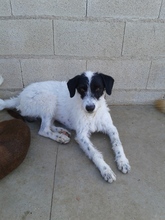 ERIK, Hund, Mischlingshund in Spanien - Bild 7