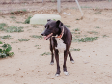 ANDREA, Hund, Mischlingshund in Spanien - Bild 15
