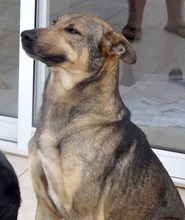 RODNEY, Hund, Deutscher Schäferhund-Mix in Zypern - Bild 3
