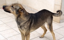 RODNEY, Hund, Deutscher Schäferhund-Mix in Zypern - Bild 7