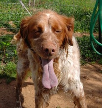 GUFFIE, Hund, Bretonischer Vorstehhund in Spanien - Bild 1
