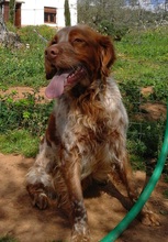 GUFFIE, Hund, Bretonischer Vorstehhund in Spanien - Bild 3