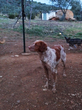GUFFIE, Hund, Bretonischer Vorstehhund in Spanien - Bild 5