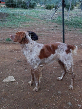 GUFFIE, Hund, Bretonischer Vorstehhund in Spanien - Bild 6