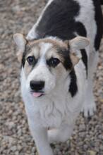 TESA, Hund, Mischlingshund in Rumänien - Bild 1